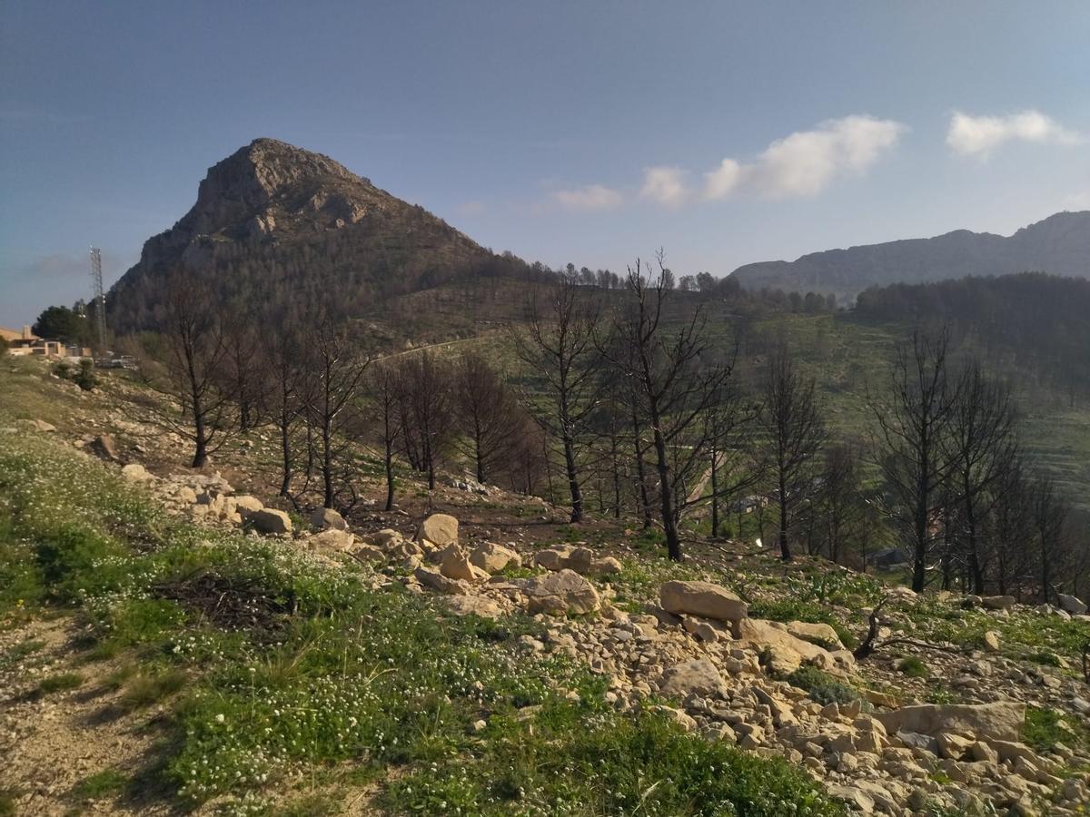 Desolación, erosión y bandadas de cuervos en las laderas del Coll de Rates arrasadas hace 8 meses por el fuego (imágenes) Desolación, erosión y bandadas de cuervos en las laderas del Coll de Rates arrasadas hace 8 meses por el fuego (imágenes)