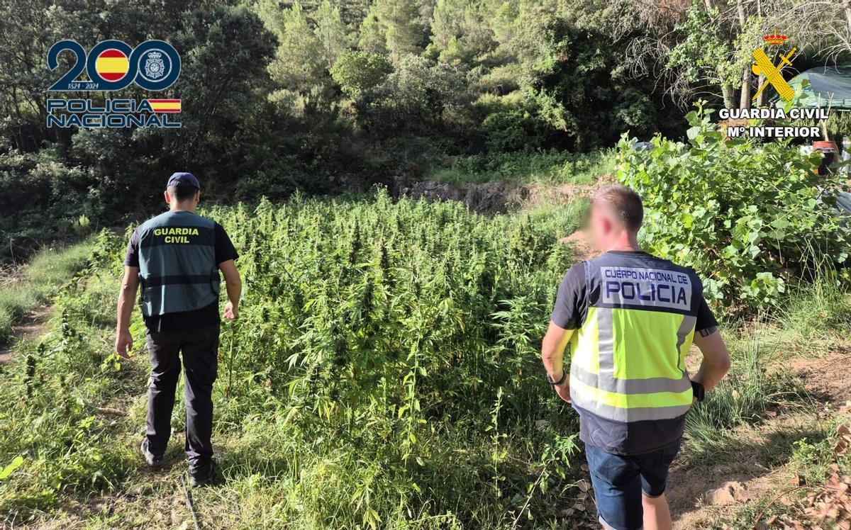 Agentes de la Guardia Civil y la Policía Nacional en la plantación de marihuana desmantelada en Enguera.