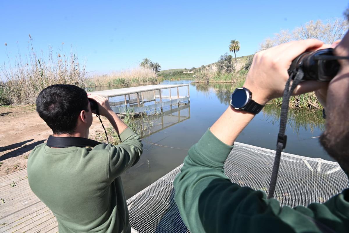 Los técnicos municipales soltaron este miércoles ocho fochas morunas en el Clot de Galvany de Elche