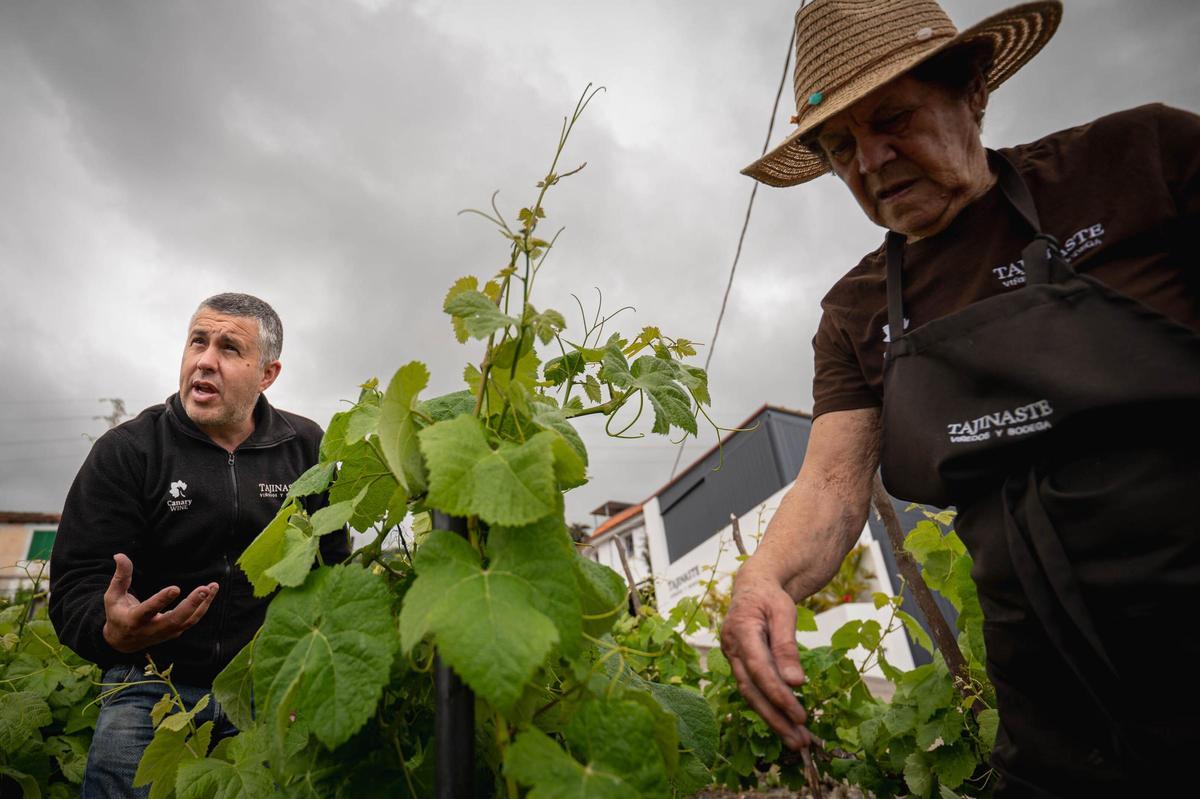 La técnica del cordón trenzado en bodegas Tajinaste, La Orotava