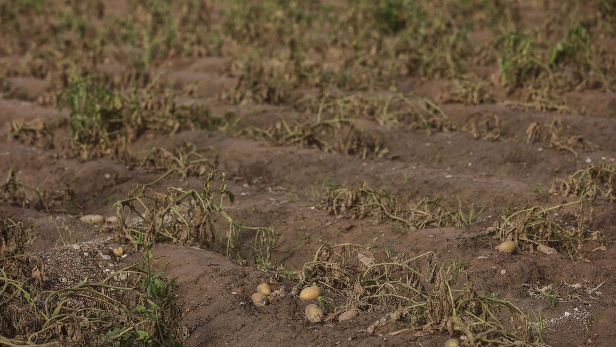 Estragos ocasionados por la DANA en un campo de cultivo.