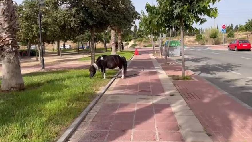 Un caballo y un poni campan a sus anchas en Espinardo.