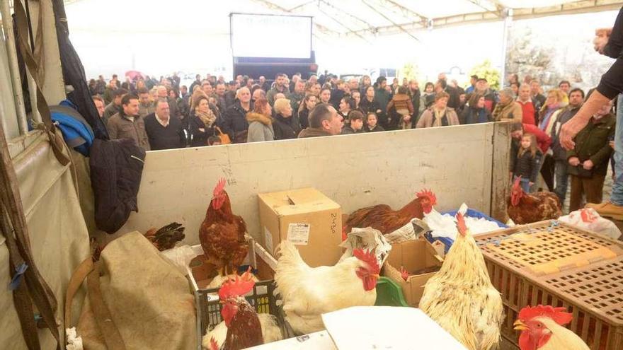 Un momento de las subastas del San Antón de A Modia, en Cambados. // Noé Parga