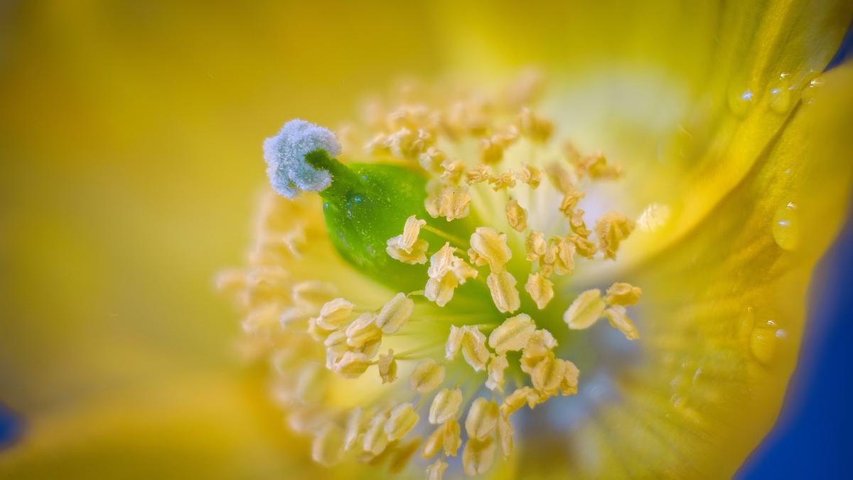 ¿Cómo saber que soy alérgico al polen?