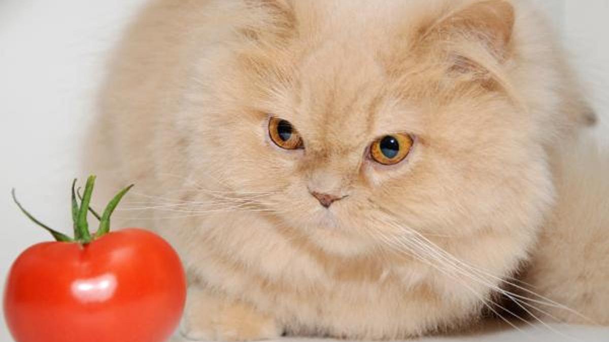 Qué pasa si das tomate a tu gato: el peligro oculto.
