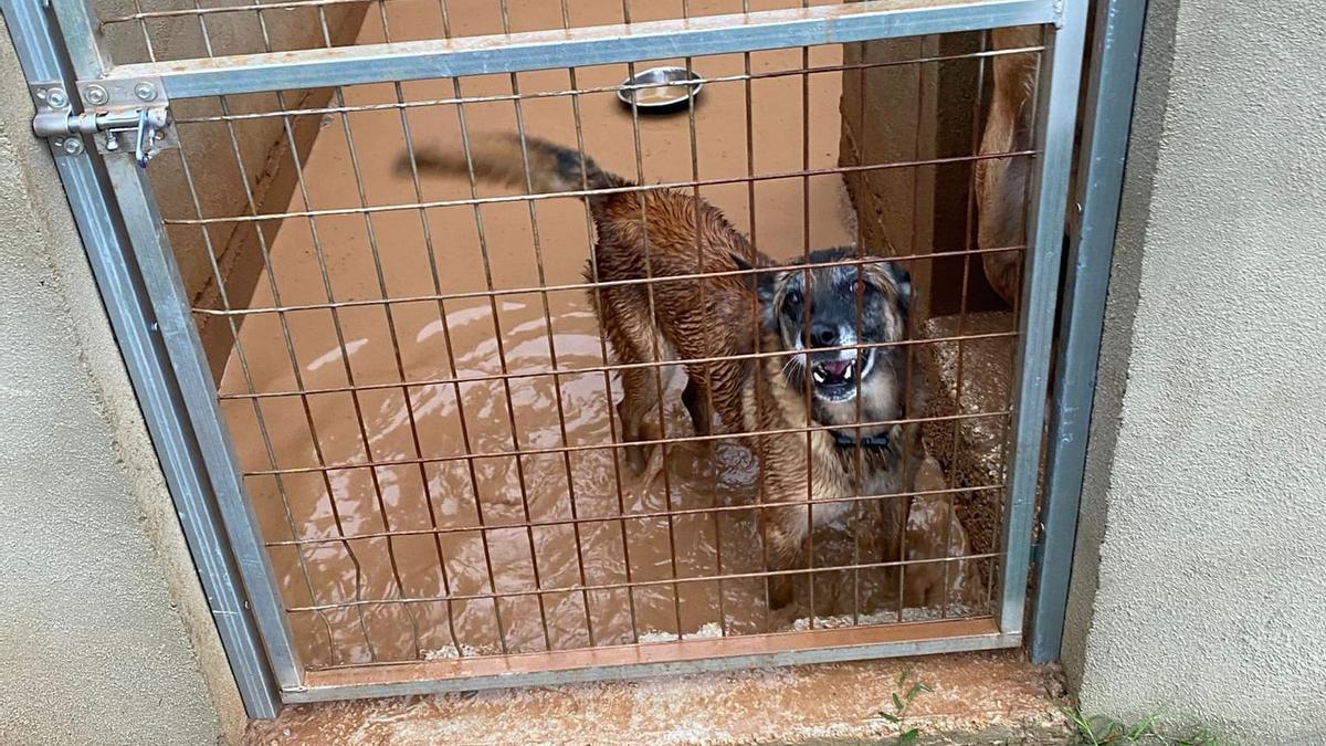 Uno de los perros rescatados en la protectora de Carlet tras el paso del tornado y la dana.