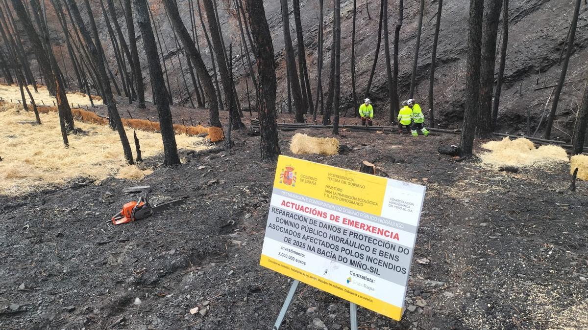 Los trabajos de acolchado en los montes calcinados de Valdeorras