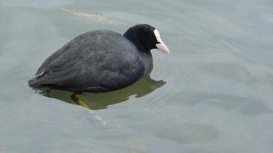 Alertan del descenso de aves en s&#039;Albufera