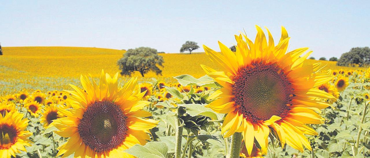 Imatge d’arxiu d’un camp de girasols