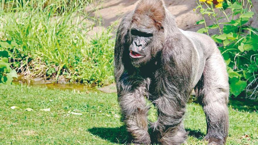 Una imagen de archivo de Fritz en el zoo alemán. | europa press