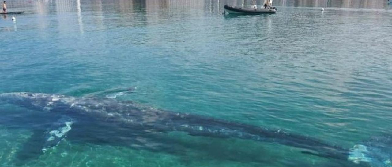 El vídeo con las mejores imágenes de la ballena gris avistada en Mallorca
