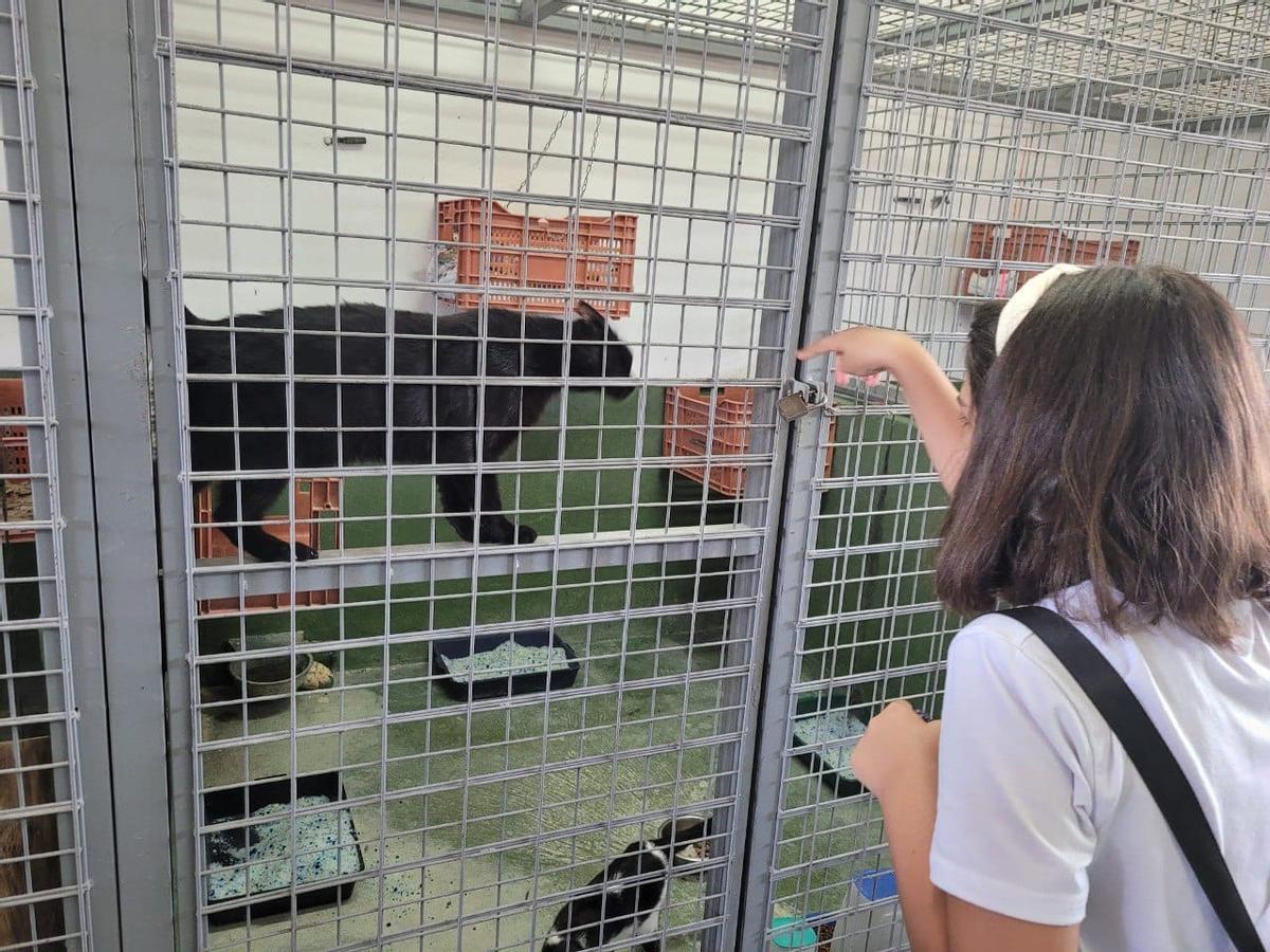 Una menor observa a un gato en el Centro de Salud y Bienestar Animal de Sadeco.