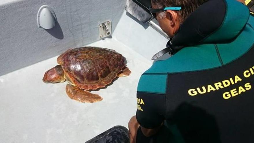 Hallado el cadáver de una tortuga boba en Alicante