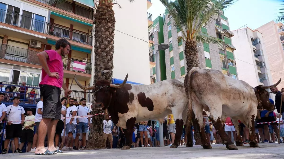 La 'cagà' (o no) del manso en las fiestas de Sant Pere del Grau de Castelló. ¿En qué consiste y qué ha pasado este jueves?