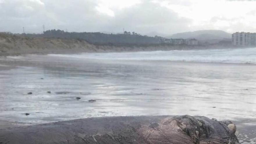 Un rorcual muerto en la playa de San Juan