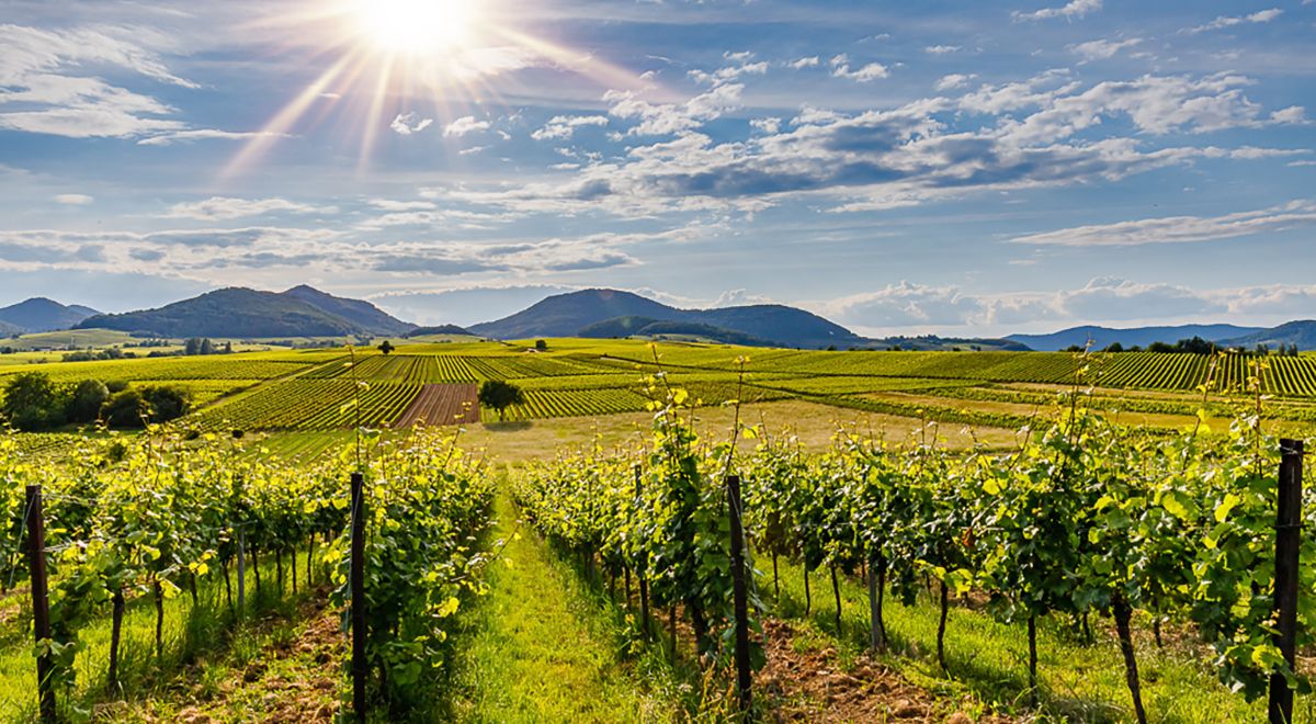 Descubre el mejor sauvignon blanc de España