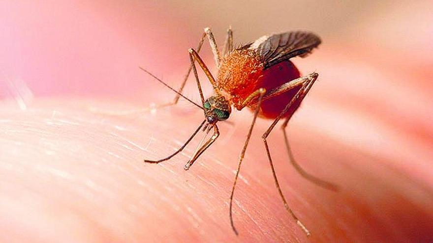 Das hilft gegen Mücken auf Mallorca - Mallorca Zeitung