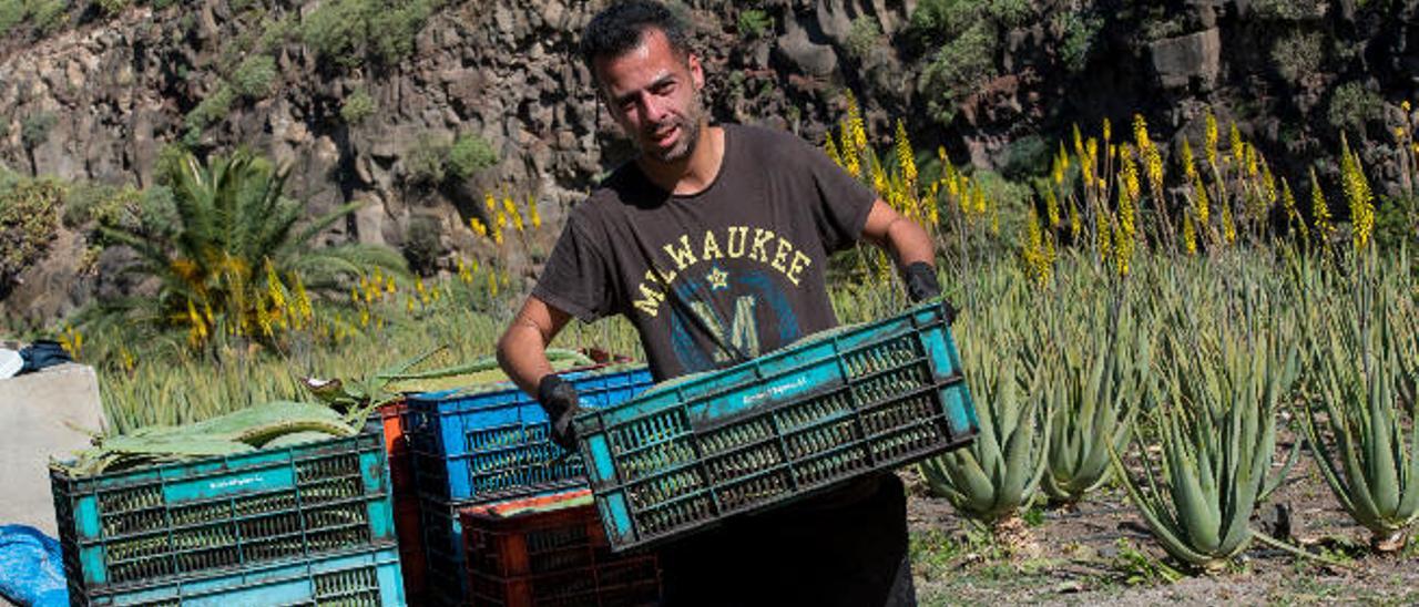 El intrusismo merma un 40%  las ventas de los productores de aloe