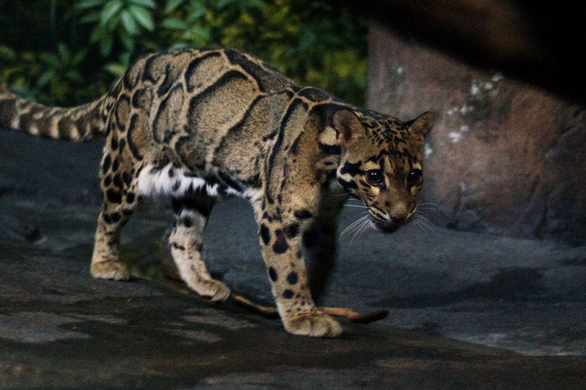 Ejemplar de leopardo nublado