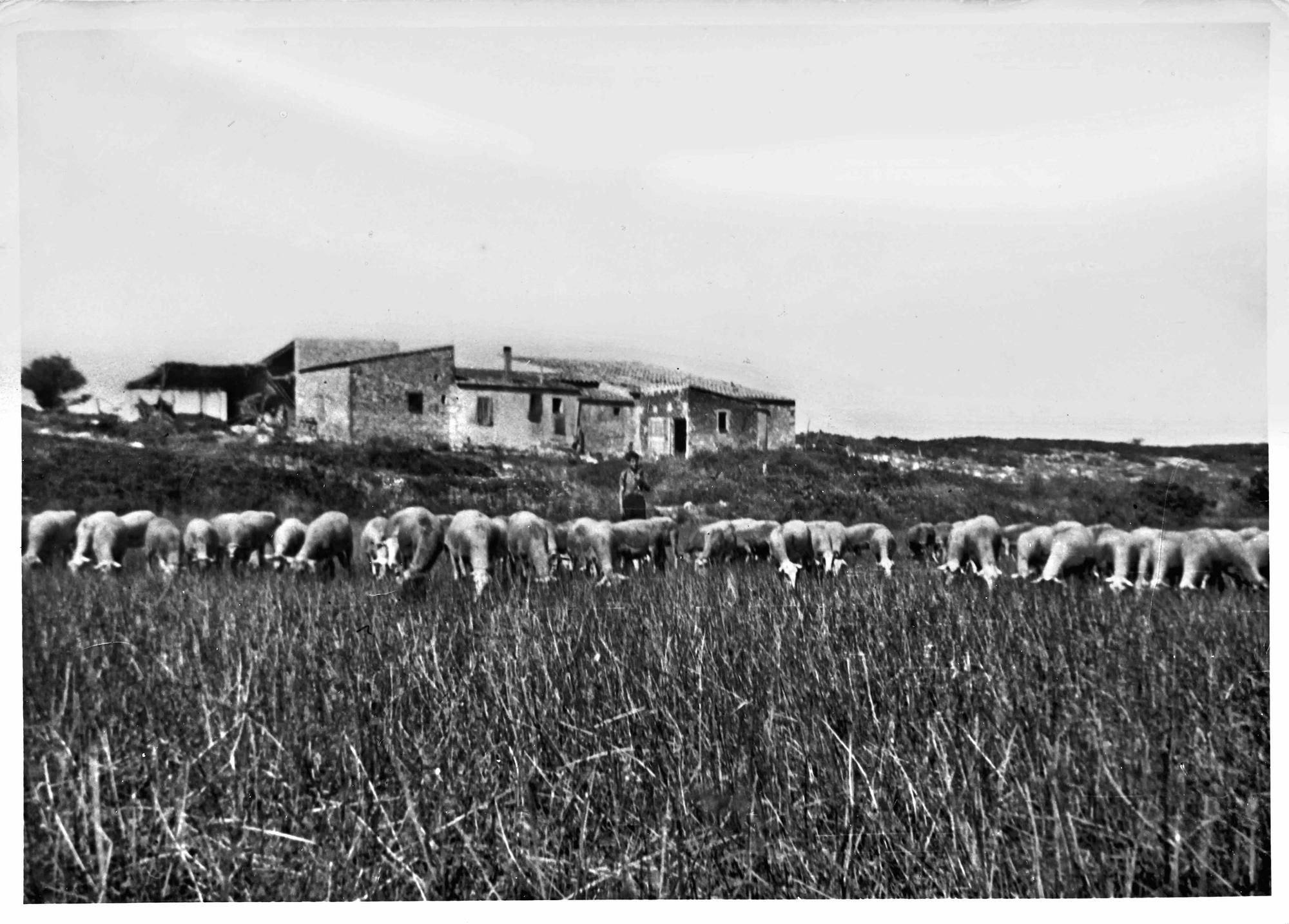 Pastor i ramat d'ovelles a la vora de l'estany de Poma, davant del mas d'en Pi.