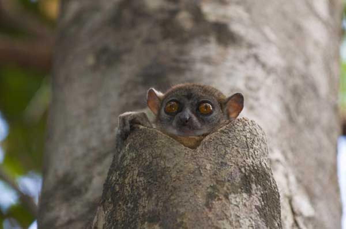 Lemur endémico de Madagascar en el Parque Nacional de Ankarana.