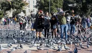 El Síndic de Barcelona pide que se prohíba echar comida a las palomas