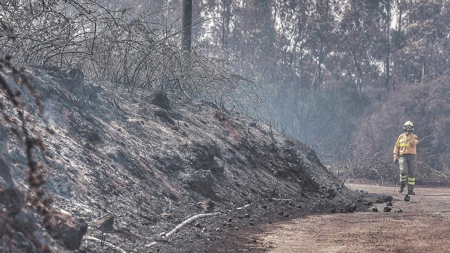 El bosque de Canarias, más protegido