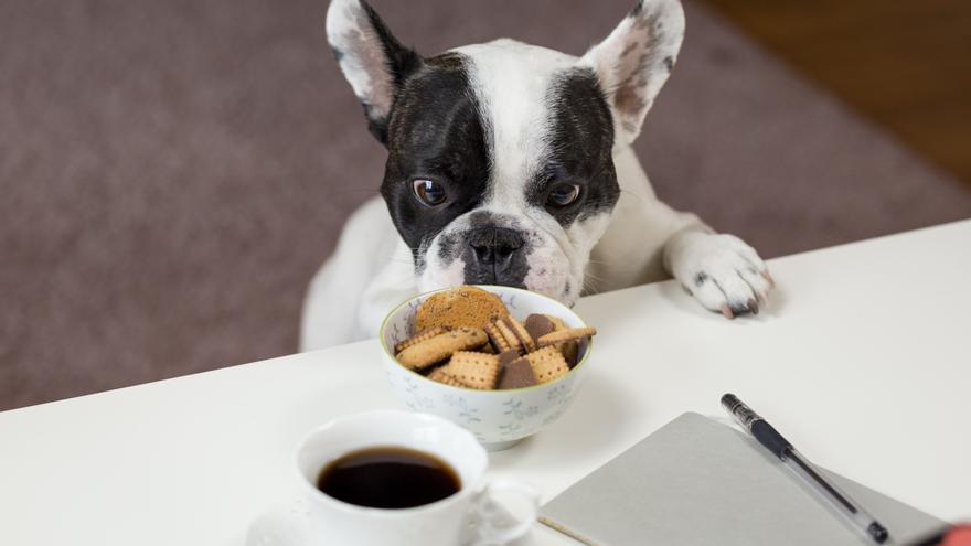 ¿Es malo darle comida de la mesa a los perros?