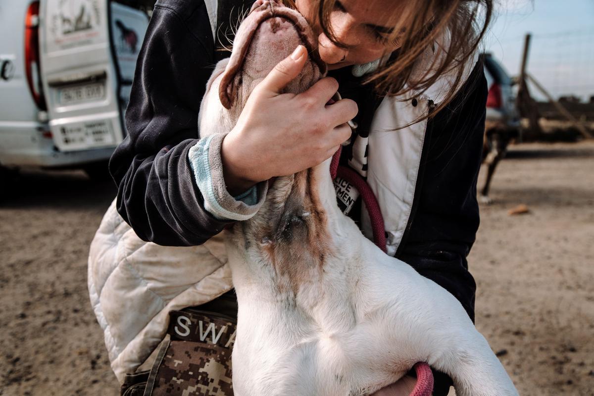 A este perro rescatado aún se le notan las heridas en el cuello de cuando intentaron matarlo