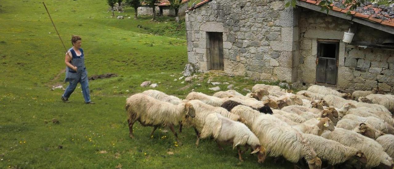 Covadonga Fernández, pastoreando las ovejas, en una imagen de archivo, en Gumartini.