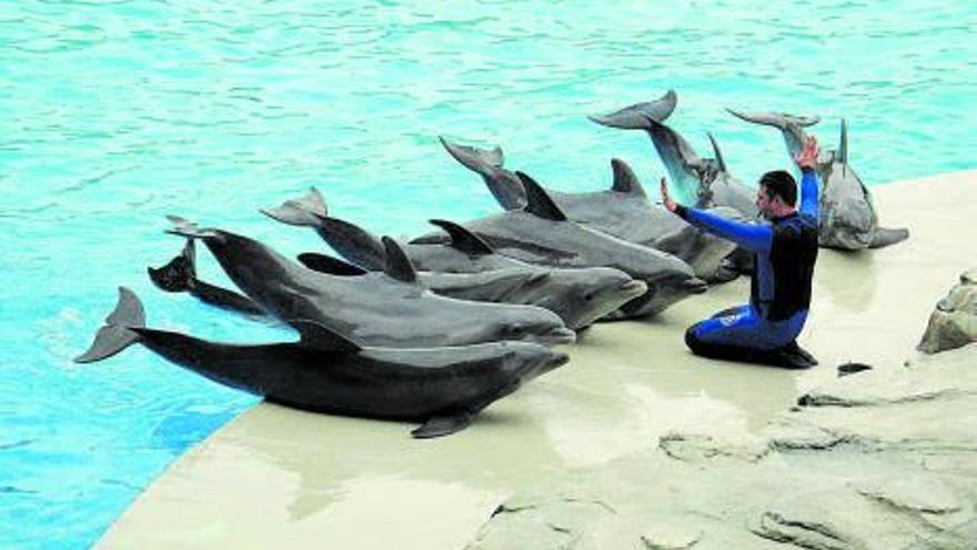 Un monitor entrena un grup de dofins en un aquari. 