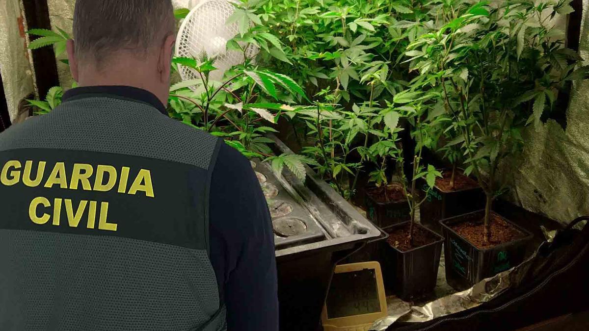 Un guardia civil, con varias plantas de marihuana.