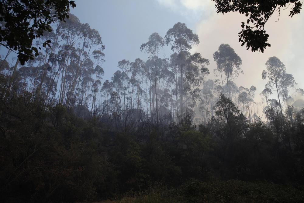 Incendi forestal a Blanes