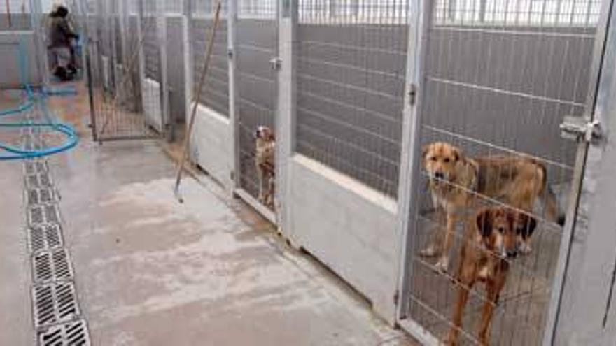 El Partido Animalista reclama que la perrera de Cáceres tenga una estructura que fomente las adopciones