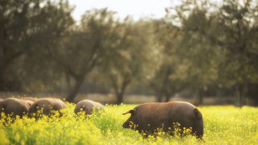 Jamón ibérico de bellota: un antídoto natural contra la depresión