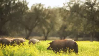 Jamón ibérico de bellota: un antídoto natural contra la depresión