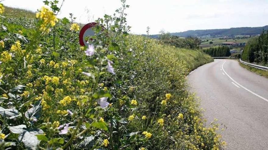 La maleza oculta las señales en algunas carreteras gozoniegas