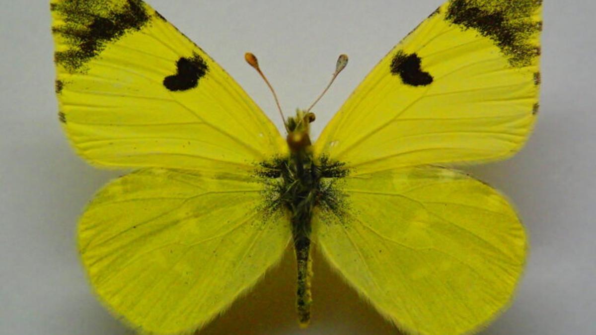¿Por qué la ‘azufrada ibérica’ ha sido elegida Mariposa del Año 2021?