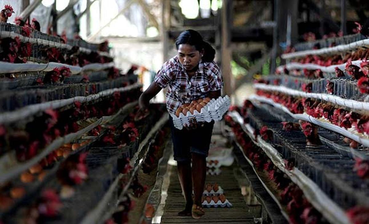 Una dona recull els ous de la granja Gracia de gallines al districte d’Ermera, a prop de Dili (Timor Oriental).