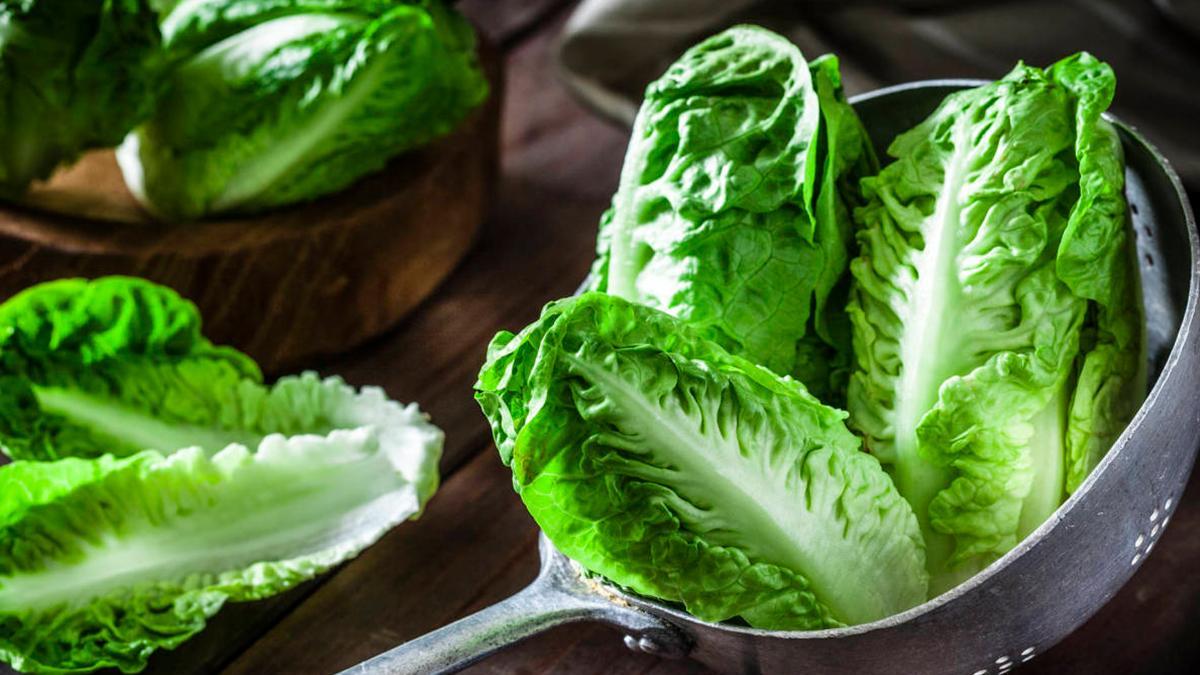 ¿Es bueno comer lechuga todos los días?