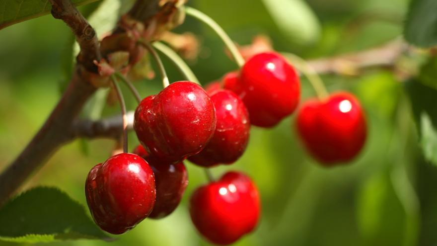 Las cerezas de la Montaña de Alicante se cultivan en una zona de gran valor paisajístico.