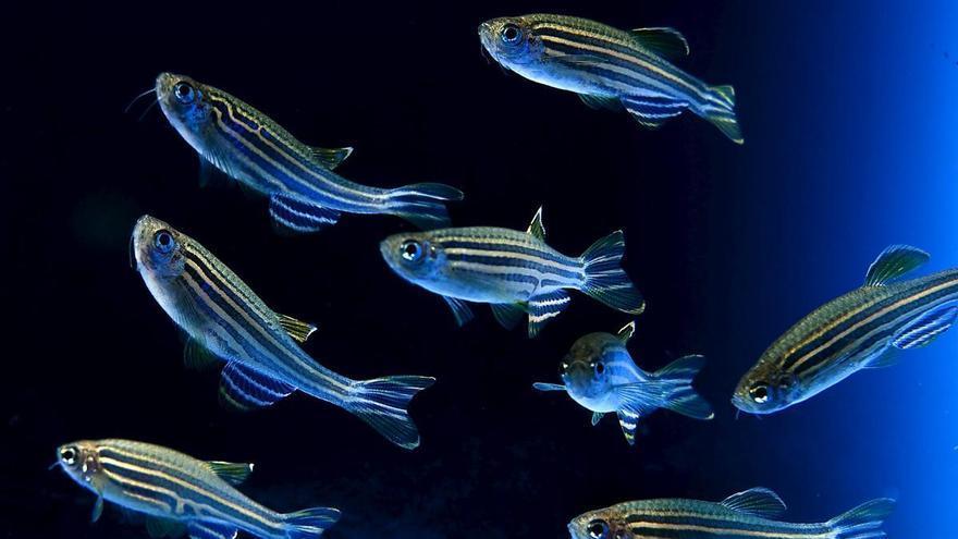 ¿Son los peces mucho más inteligentes de lo que pensamos? La ciencia emite veredicto