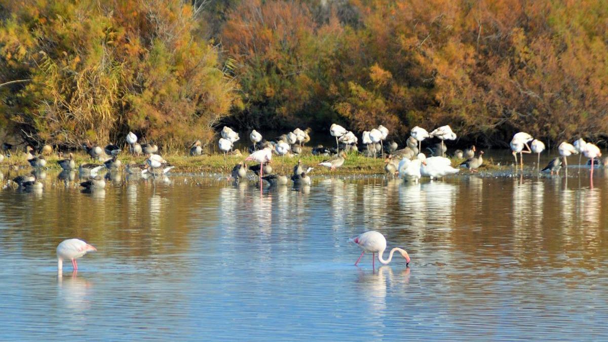 Les aus poblen les llacunes del Parc Natural.