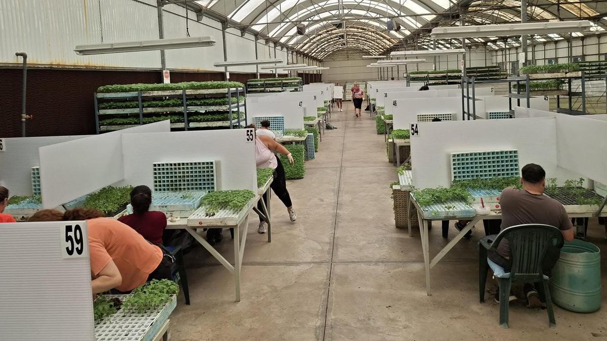 Trabajadores preparando los semilleros en una nave de Coagrisan, en La Aldea.