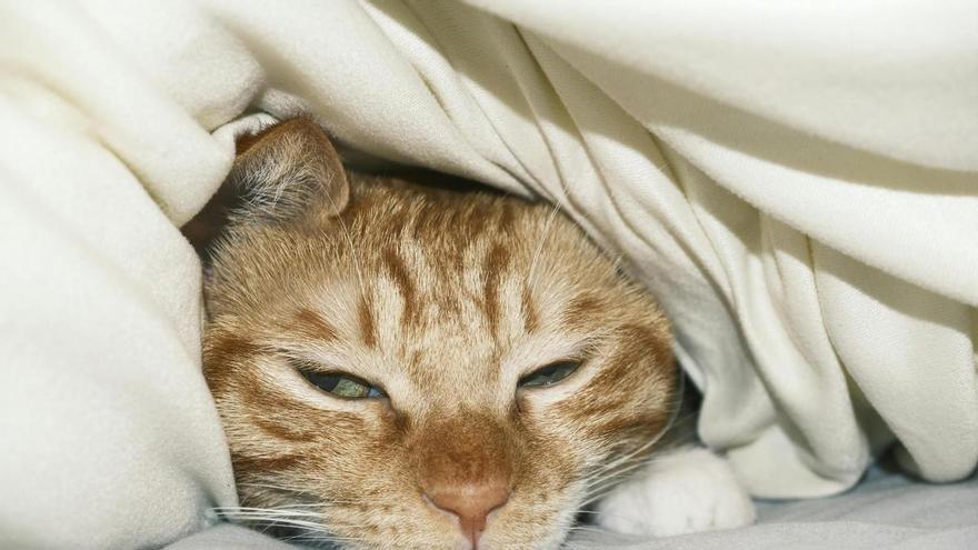 Los veterinarios advierten: estas son las once señales silenciosas que pueden revelar que tu gato padece una enfermedad renal