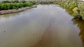 La CHG descarta el vertido y achaca la mancha en el río a su paso por Córdoba a la presencia de algas