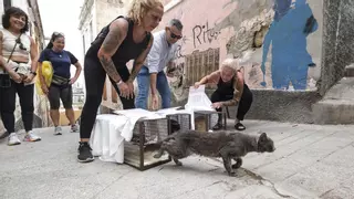 Operación felina: el Risco de San Nicolás castra un centenar de gatos callejeros