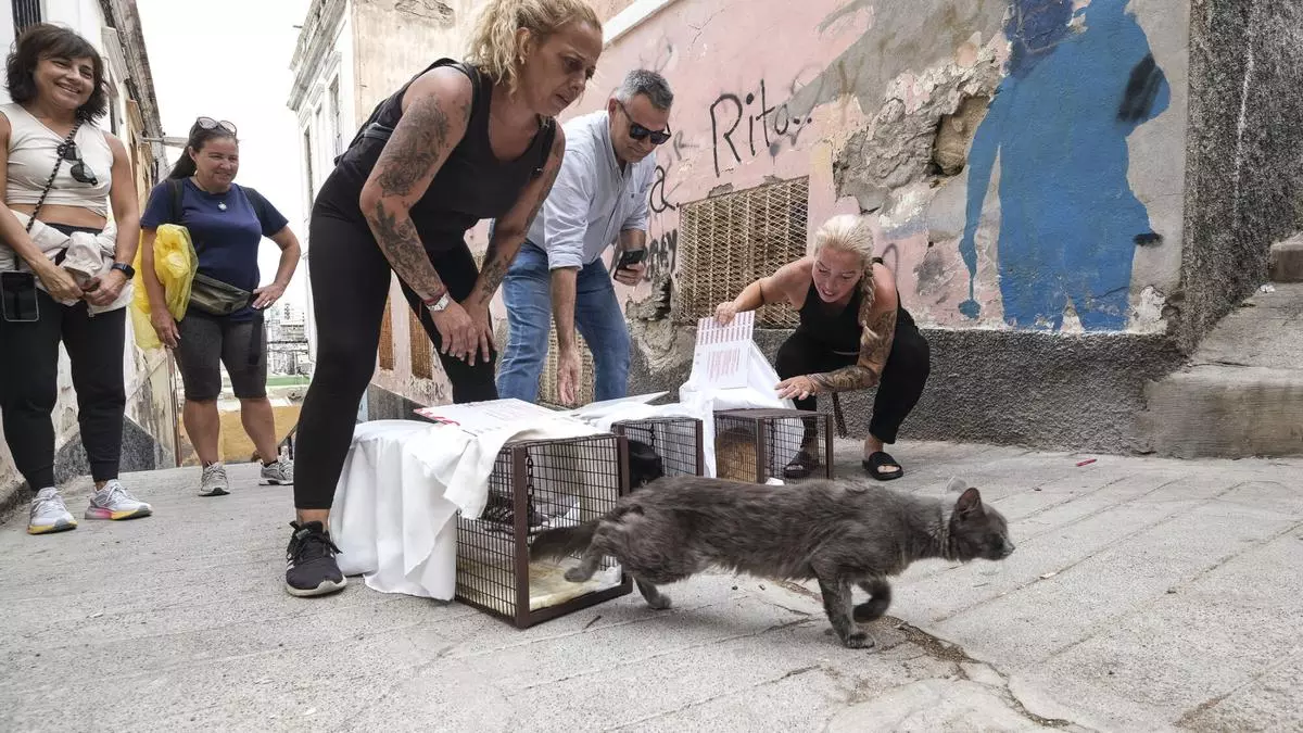 Operación felina: el Risco de San Nicolás castra un centenar de gatos callejeros