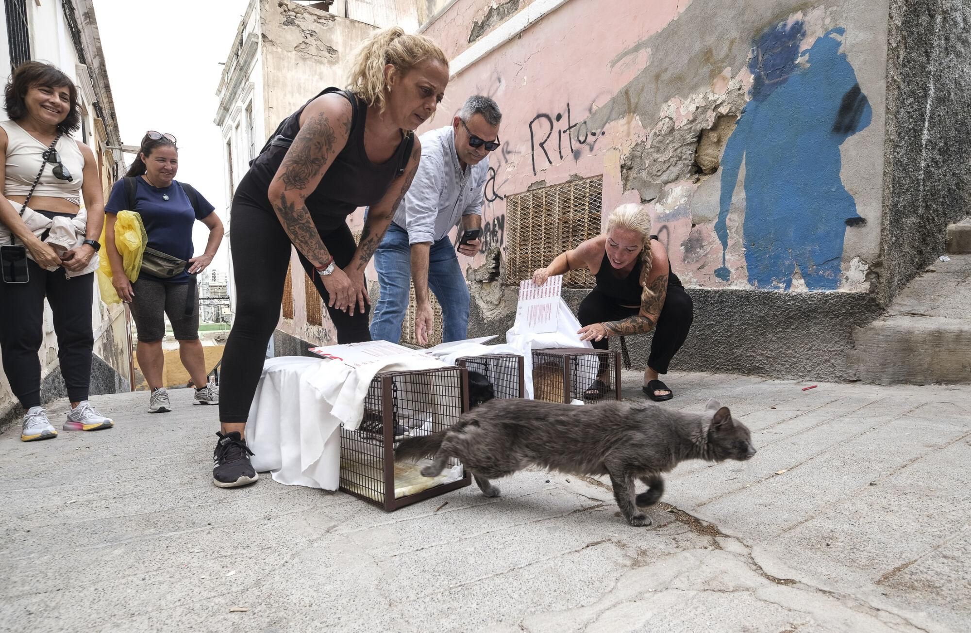 Suelta de gatos castrados en El Risco de San Nicolás