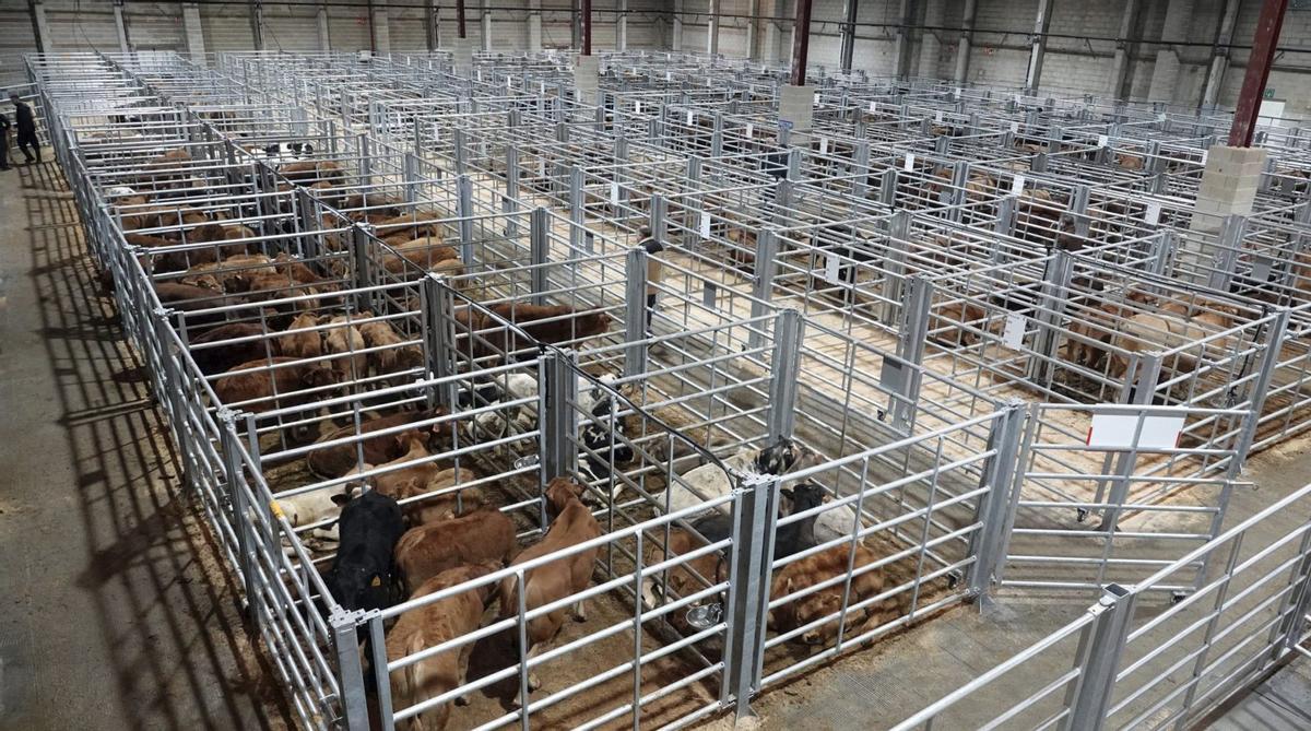 Corraletas habilitadas para teneros carniceros y pasteros en el pabellón número 5 del recinto ferial.